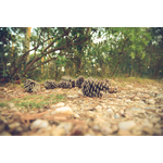 Pine cones in the ground