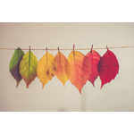 Hanging dried leaves