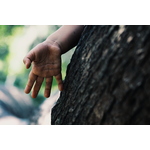 Kid's hand on tree