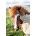 Primo piano su un cavallo pezzato