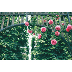 Pink roses on fence