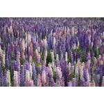 Colorful lupine towers