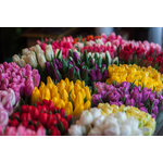 Colorful tulip bouquets