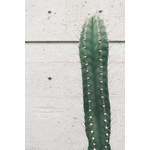 Cactus en muur