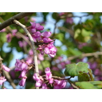 Tree branches in springtime