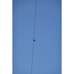 Bird on the wire