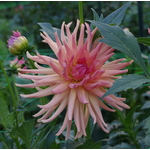 Kaktüs Dahlia kurutma