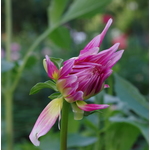 Pink flower starting to open up