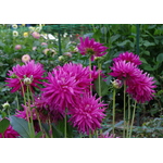 Dahlia's in flowerbed