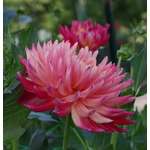 Soluk pembe Dahlias Park