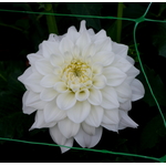 Dahlia branco fresco