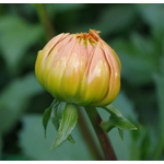 Dahlia bud