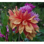 Yaz bahçesinde renkli Dahlias