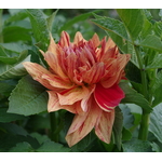 Red-orange Dahlia starting to open up