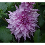 Grote lilic Dahlia