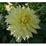 Dahlia våren blommande