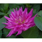 Vackra semi Cactus Dahlia