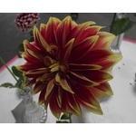 Dahlia on display in San Diego fair