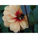 Dahlia blomma och ett bi