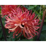 Kırmızı Dahlias flowerbed içinde