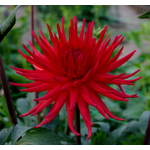 Kırmızı kaktüs Dahlia