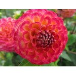 Dahlia in the shape of ball