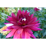 Flori de gradina Dahlia