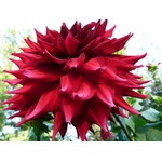 Koyu Eflatun Dahlia bloom