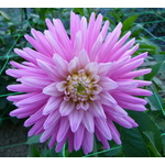 Lilac Dahlia on display in Paris