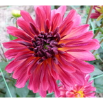 Roze Dahlia op expositie