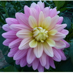 Violet Dahlia op bloem tentoonstelling