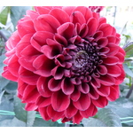 Dahlia flower on display in Paris