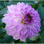 Pembe Dahlia çiçeği