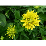 Two small Dahlias