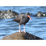 Un pájaro Ostrero en la roca junto al mar