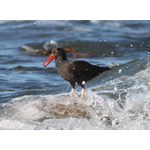 Oystercatcher v vlně