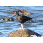 Negru Oystercatcher