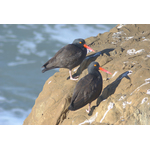 Two birds on the rock by the sea