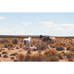 Horses in Nevada plain