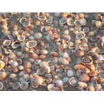 Shells on the beach