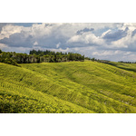 Colline de vigne