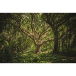 Vieil arbre dans une forêt