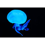 Blue Jellyfish In The Depth of The Sea