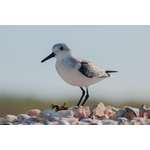 Sanderling