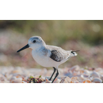 Image de Calidris alba