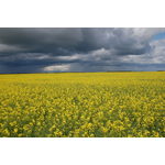 Champ de canola