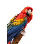 FÃ¤rgglada Macaw