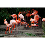 Flamencos en el Zoo