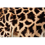 Giraff textur