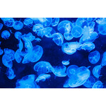 Blue Jellyfish Image